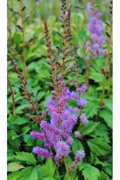 Astilbe chinensis